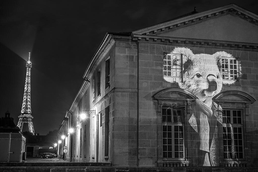 LE KOALA DE LOWENDAL, PARIS - 2015 © Julien NONNON                            