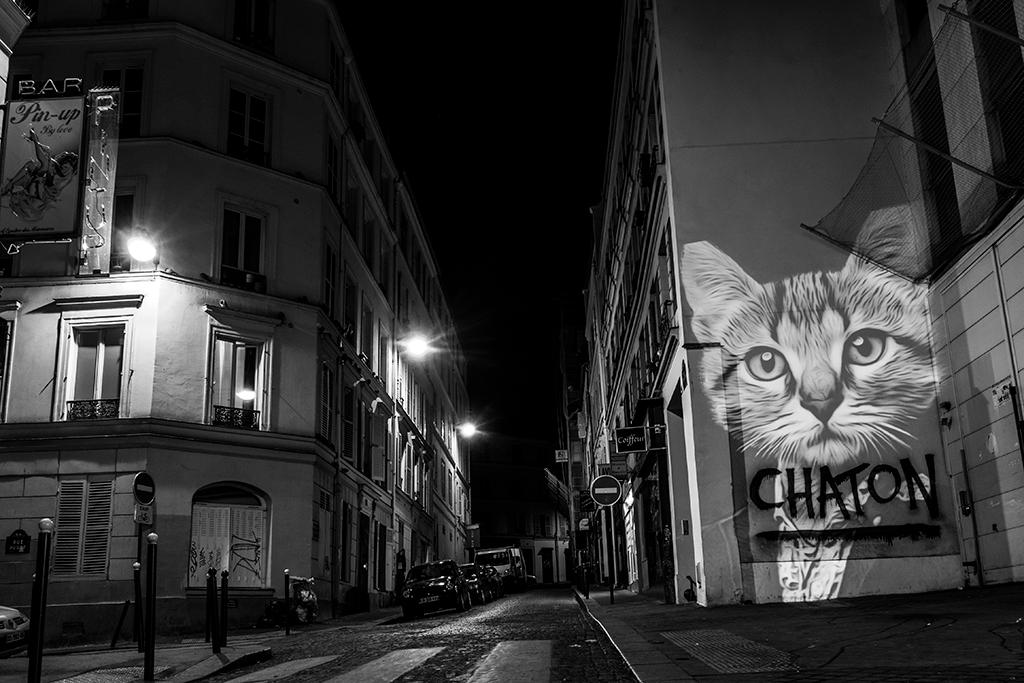 LE CHATON DE COUSTOU, PARIS - 2015 © Julien NONNON                            
